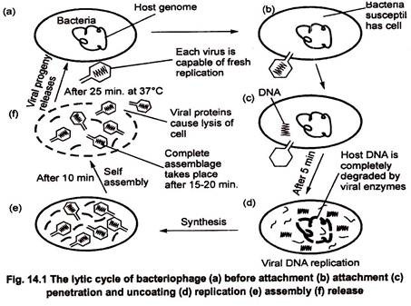 Lytic Cycle of Bacteriophage