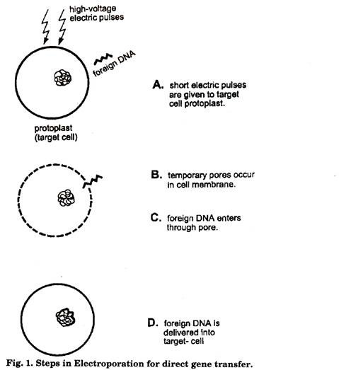 Steps in Electroporation for direct gene transfer