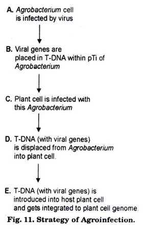 Stratrgy of Agroinfection