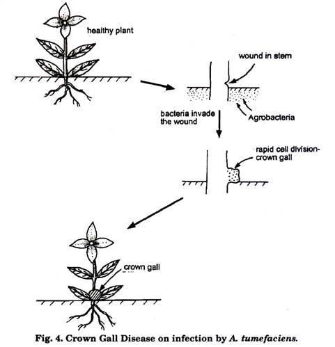 Crown Gall Disease on infection by A. tumefaciens