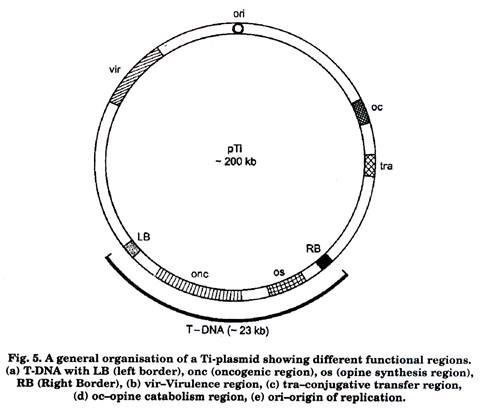 A General organisation of a Ti-plasmid showing different functional regions