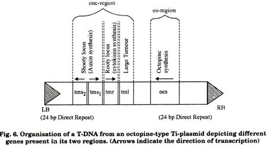 Organisation of a T-DNA from an octopine-types Ti-plasmid depicting different genes present in its two regions