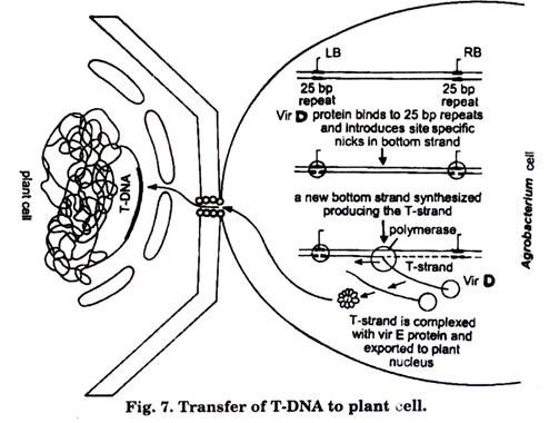 Transfer of T-DNA to plant cell