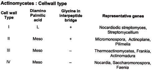 Actinomycetes