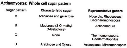 Actinomycetes