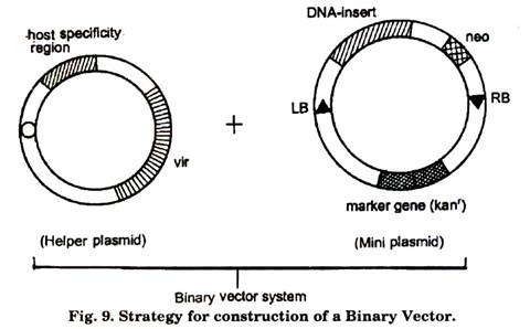 Stratrgy for construction of a Binary Vector