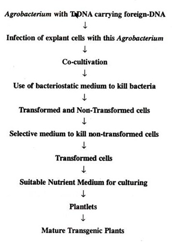 Producing Transformed Plants Using Agrobacterium