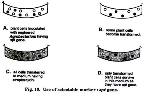 Use of selectable marker: spt gene