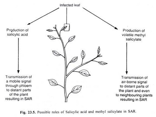 Possibe roles of Salicylic acid and methyl salicylate in SAR