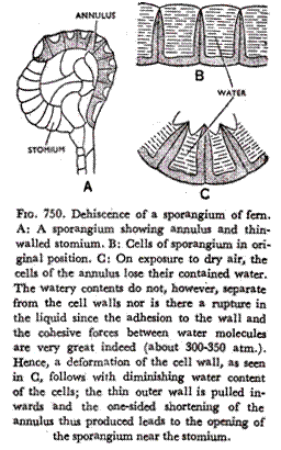 Dehiscence of a sporangium of fern