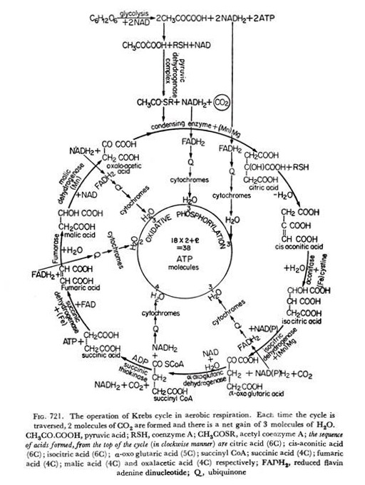 The operation of Krebs cycle in aerobic respiration