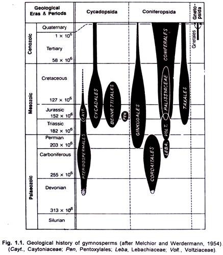 Gelogical History of Gymnosperms