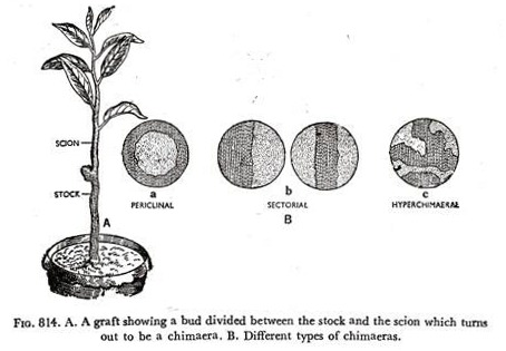 A. A graft showin a bud divided between the stock and the scion which turns out to be a chimaera B. Different types of chimaeras