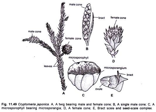 Cryptomeria Japonica