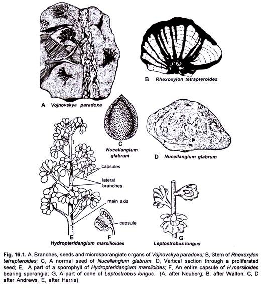 Vojnovskya Paradoxa, Rhexoxylon Tetrapteroides, Nucellangium Glabrum, Hydropteridangium Marsillioides and Leptostrobus Longus