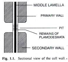 Sectional view of the cell wall