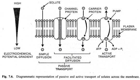 Diagrammatic representation of passive and active transport