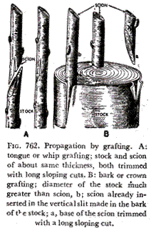 Propagation by grafting