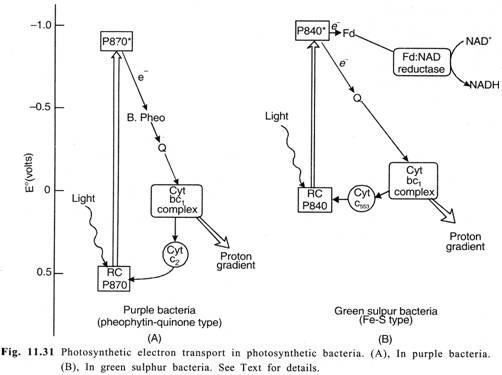 Photosynthetic electron transport in photosynthetic bacteria