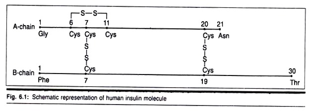 Human Insulin Molecule