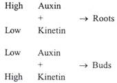 Kinetin and Auxin