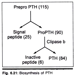 Biosynthesis of PTH