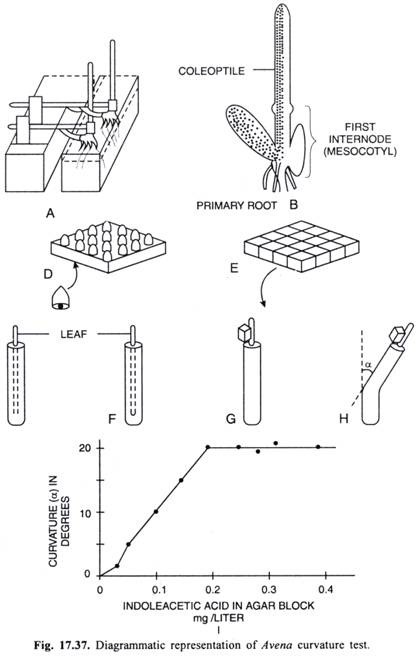 Diagrammatic representation of Avena curvature test