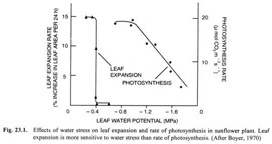 Effect of Water stress on leaf expansion and rate of photosynthesis in sunflower plant