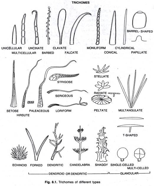 Trichomes of different types