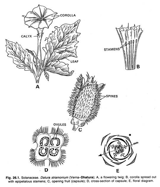 Solanaceae. Datura Stramonium