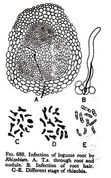 Infection of legume root by Rhizobium