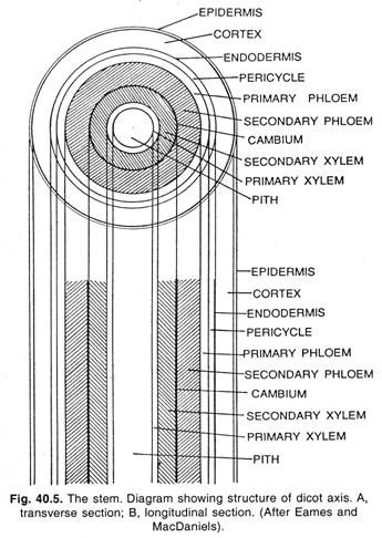 The stem