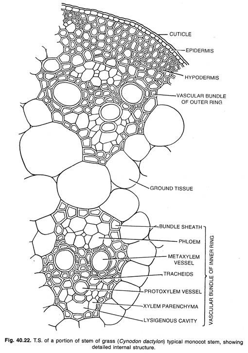 T.S. of a portion of stem of grass