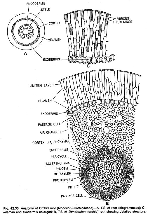 Anatomy of Orchid root