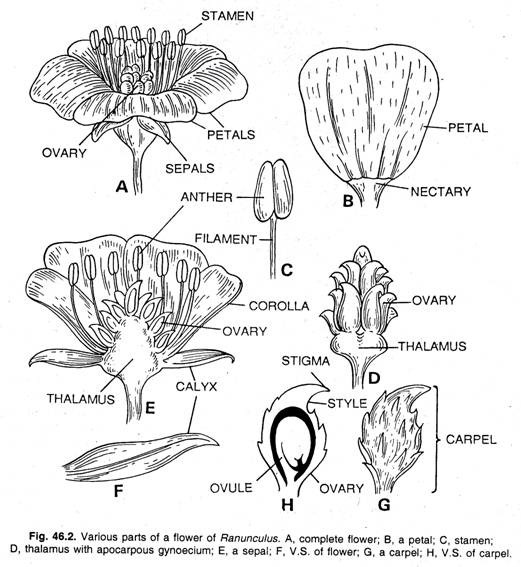 Various parts of a flower of Ranunculus