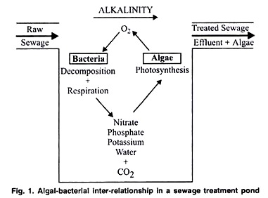 Algal-Bacterial Inter-Relationship in a Sewage Treatment Pond