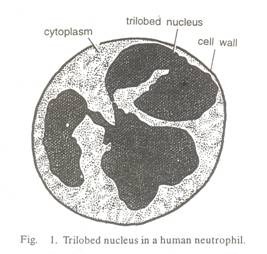 Characteristics of Species of Genus Chlamydia