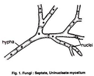 Fungi: Uninucleate Mycelium