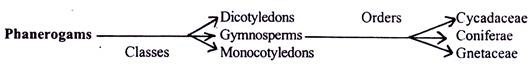 Classification of Gymnosperms by Bentham and Hooker