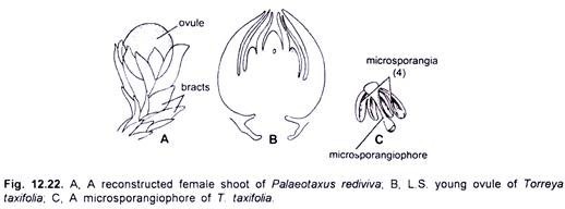 Reconstructed Female Shoot, L.S. Young Ovule and Microsporangiophore