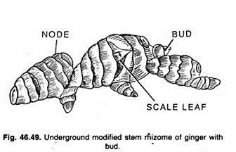 Underground modified stem rhizome of ginger with bud