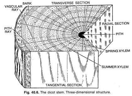 The dicot stem