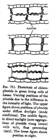 Phototaxis of chloropastids in green living cells of lemna