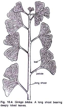 Ginkgo Biloba A Long Shoot Bearing Deeply Lobed Leaves