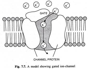 Model showin gated ion-channel