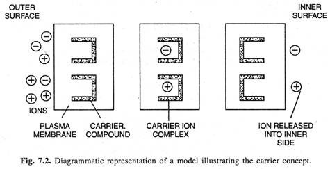 Diagrammatic representation of model illustrating the carrier concept