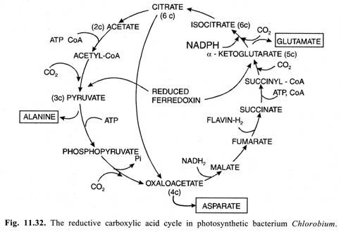 Reductive carboxylic acid cycle in photosynthetic bacterium