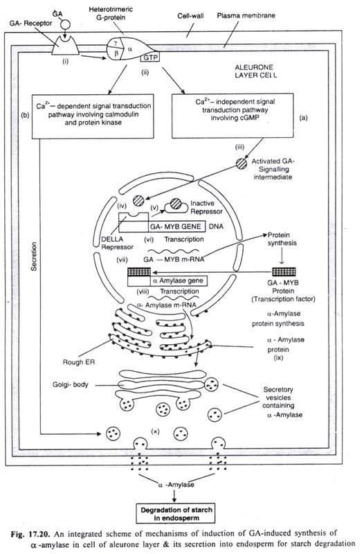 Integrated scheme of mechanisms of induction of GA-induceed synthesis