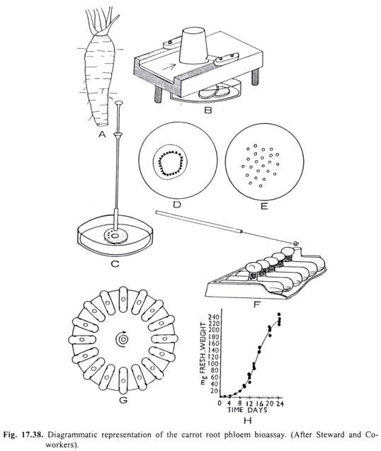 Diagrammatic representation of the carrot pholem bioassay