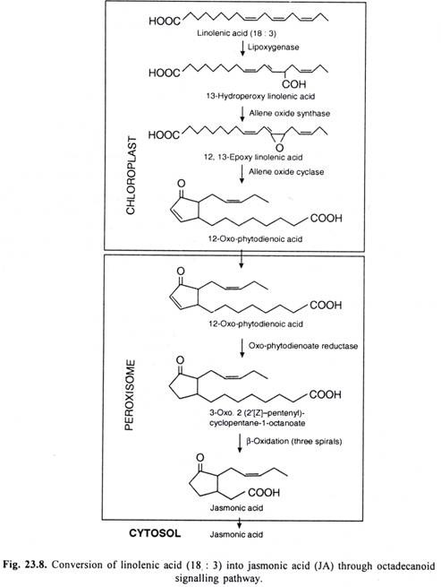 Conversion of linolenic acid